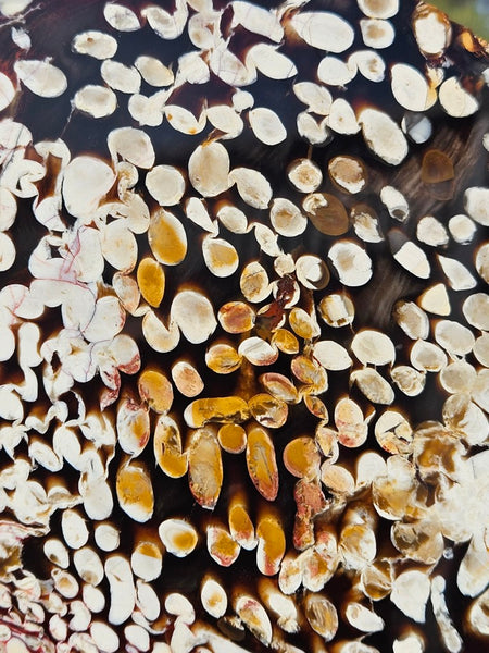 Polished Peanut Wood slab PW361