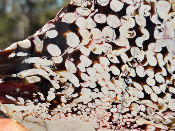 Polished Peanut Wood slab PW361