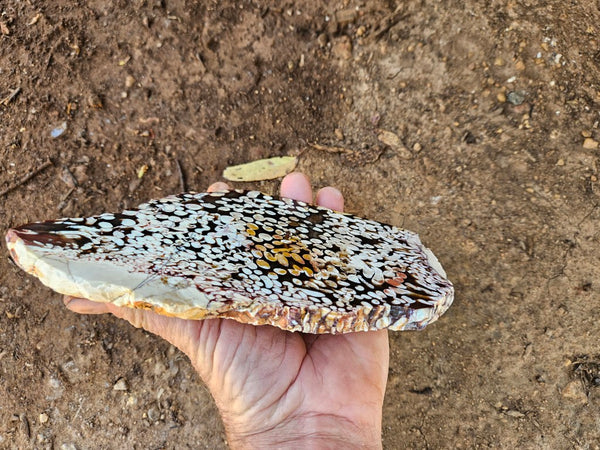 Polished Peanut Wood slab PW361