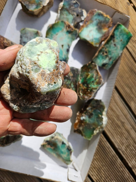 Bulk lot of 12 polished Chrysoprase . CH505