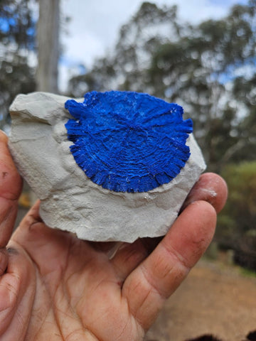 Azurite Sun  AZ214