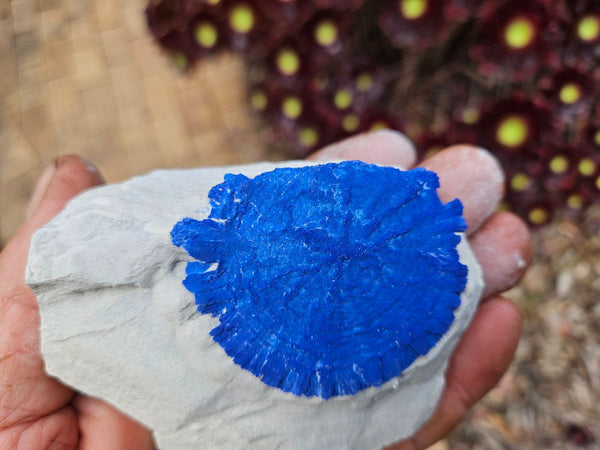 Azurite Sun  AZ214