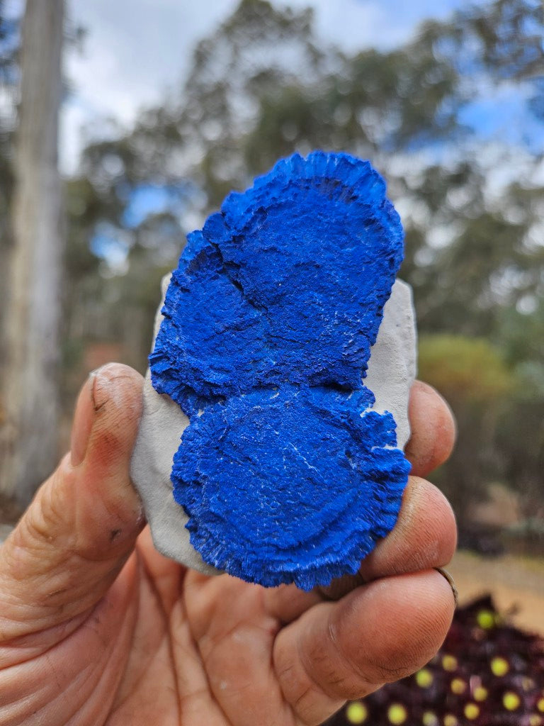 Azurite Sun  AZ216