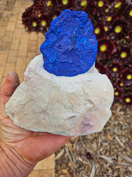 Azurite Sun  AZ218