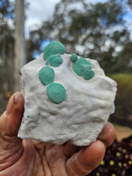 Rare Malachite Suns  AZ217