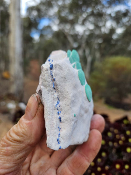 Rare Malachite Suns  AZ217