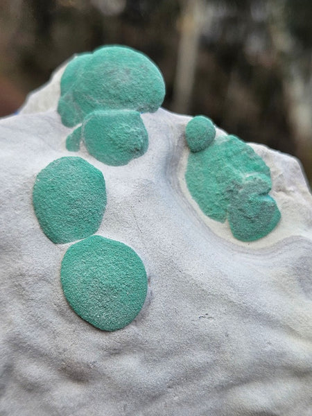 Rare Malachite Suns  AZ217