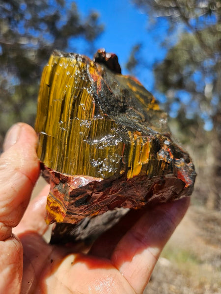 Marra Mamba Tiger Eye rough rock TER104