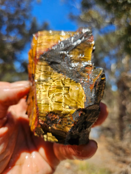 Marra Mamba Tiger Eye rough rock TER105