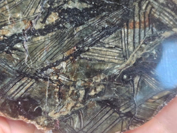 Polished Komatiite slab KOM113