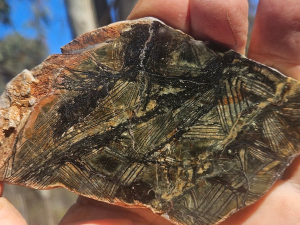 Polished Komatiite slab KOM113