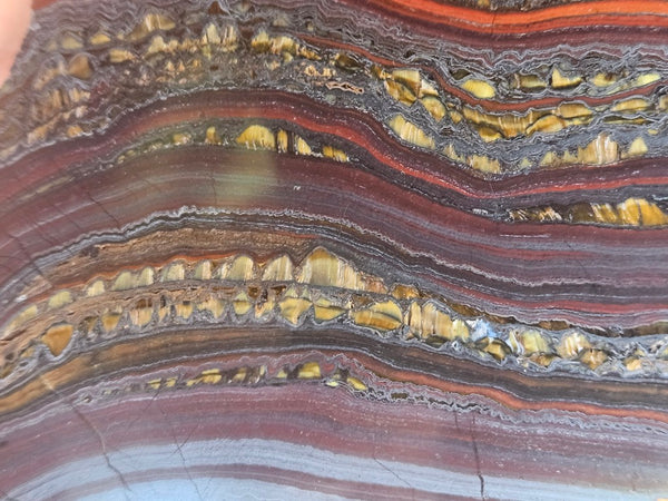 Polished Tiger Iron slab TI422