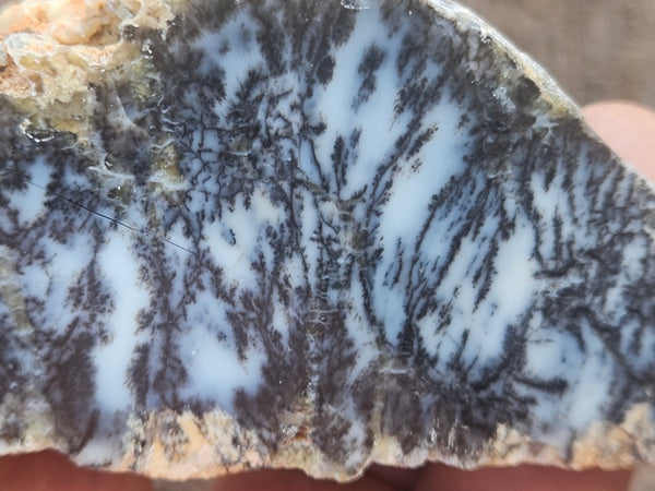 Polished Dendritic Opal DO248