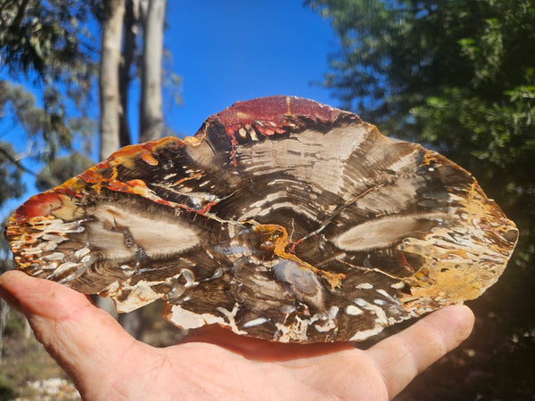 Polished Peanut Wood slab PW363