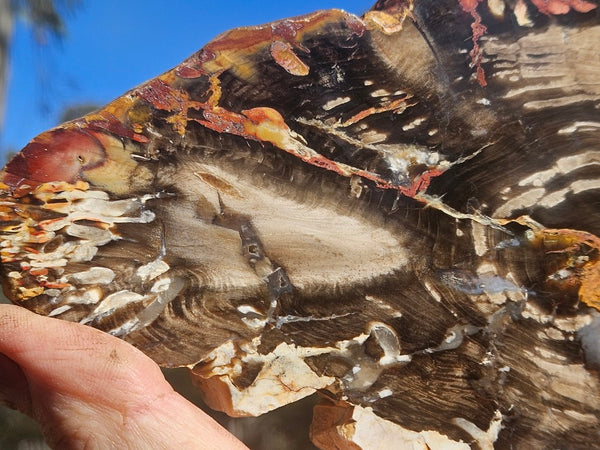 Polished Peanut Wood slab PW363