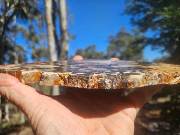 Polished Peanut Wood slab PW363