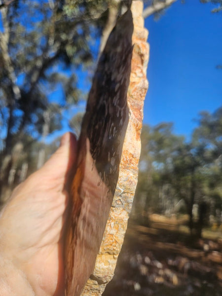 Polished Peanut Wood slab PW364