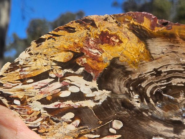 Polished Peanut Wood slab PW364