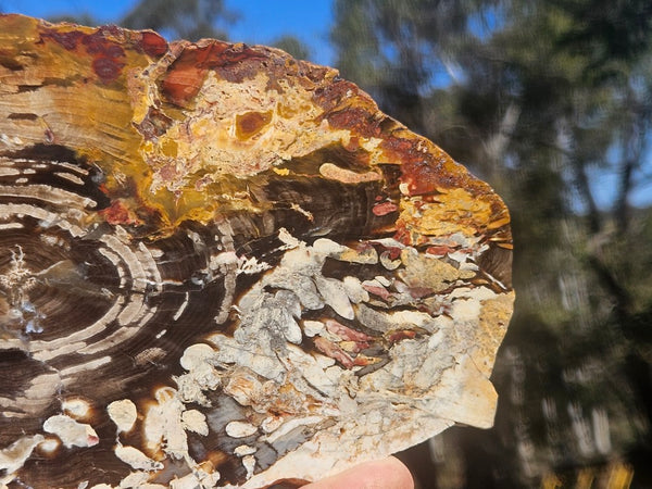 Polished Peanut Wood slab PW364