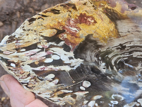 Polished Peanut Wood slab PW364