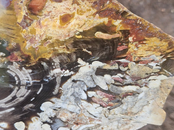 Polished Peanut Wood slab PW364