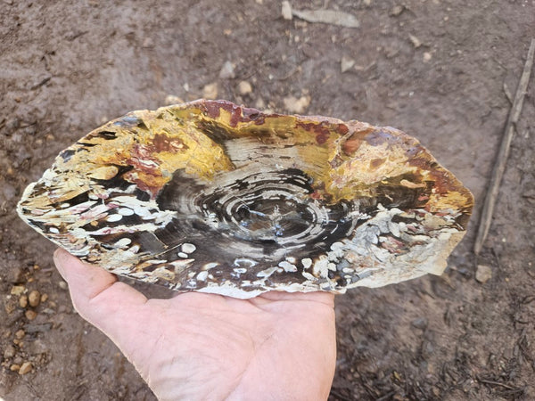 Polished Peanut Wood slab PW364