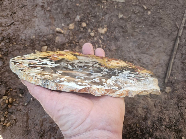 Polished Peanut Wood slab PW364