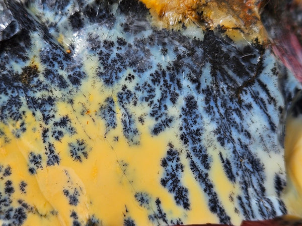Dendritic Opal  rough.  DOR287