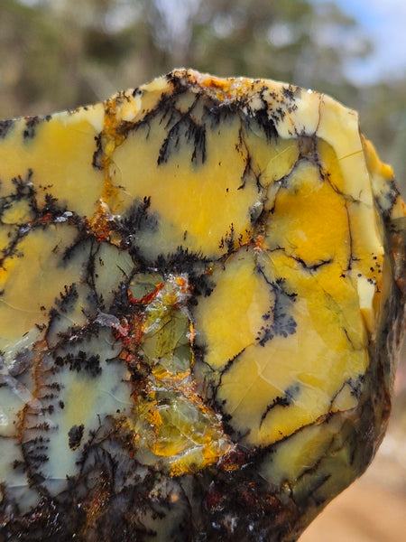 Dendritic Opal  rough.  DOR288