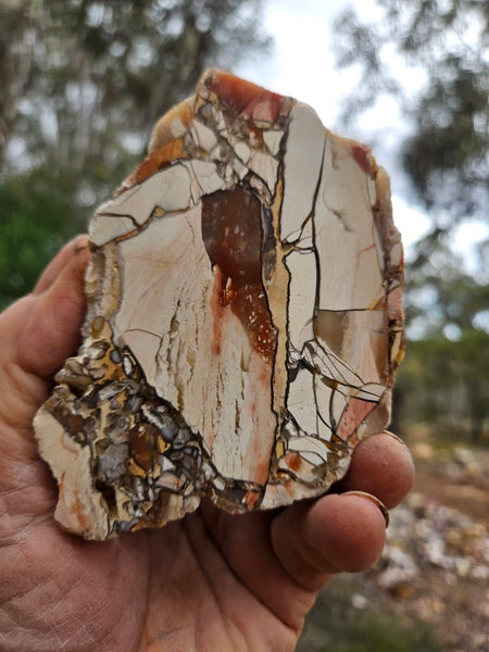 Polished Brecciated Mookaite  BM347