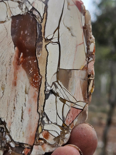 Polished Brecciated Mookaite  BM347
