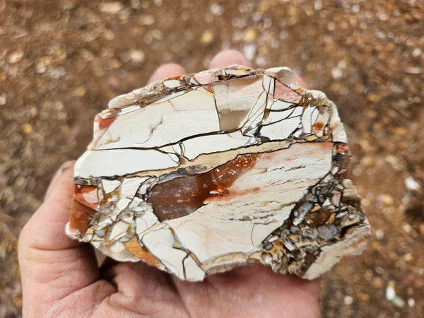 Polished Brecciated Mookaite  BM347