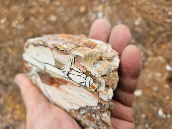 Polished Brecciated Mookaite  BM347