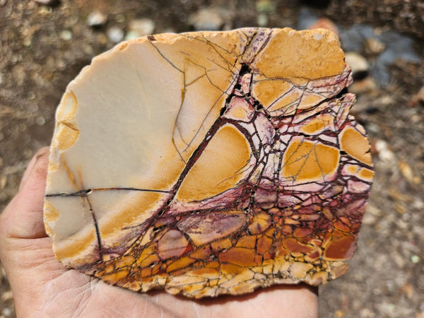 Polished Brecciated Mookaite  BM348