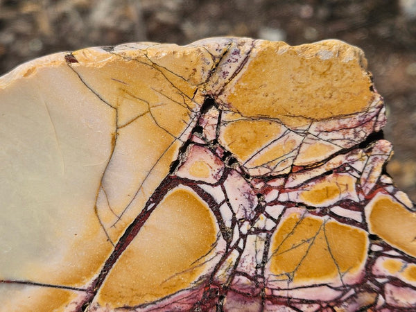 Polished Brecciated Mookaite  BM348