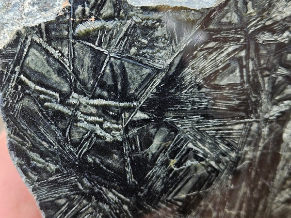 Polished Komatiite KOM125