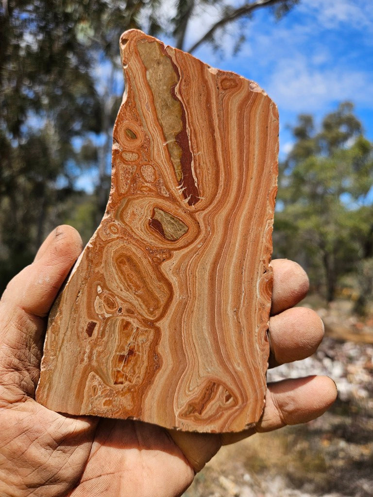 Polished fossil Oncolite slab. ONC121