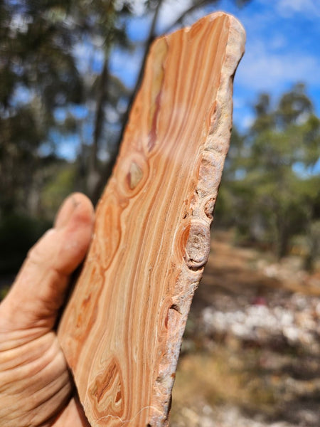 Polished fossil Oncolite slab. ONC121