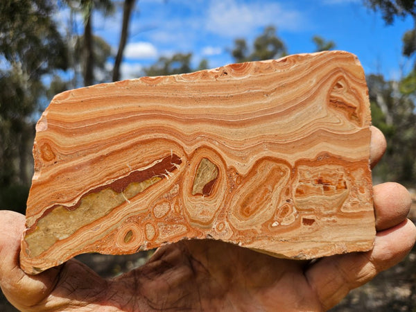 Polished fossil Oncolite slab. ONC121