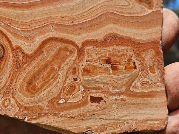 Polished fossil Oncolite slab. ONC121