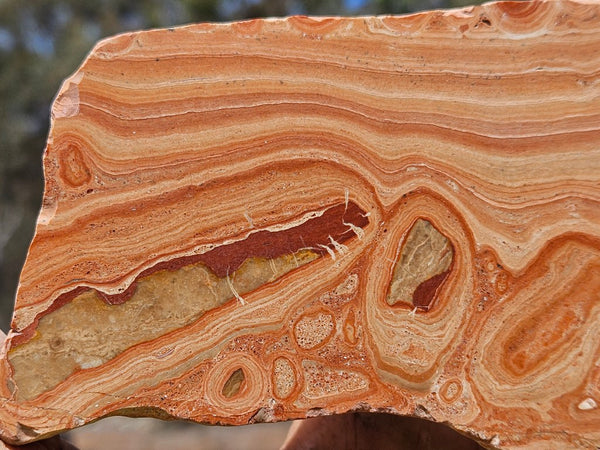 Polished fossil Oncolite slab. ONC121