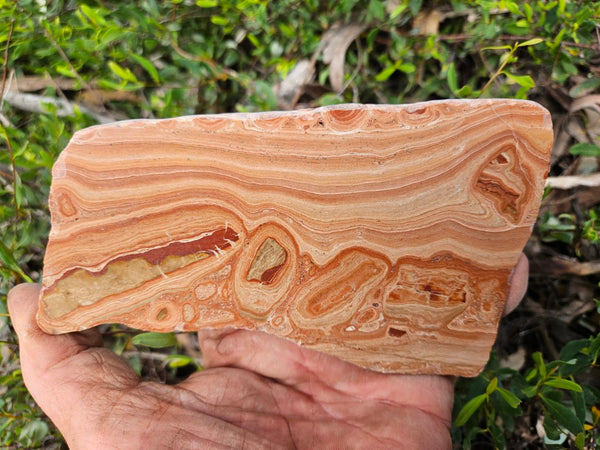 Polished fossil Oncolite slab. ONC121