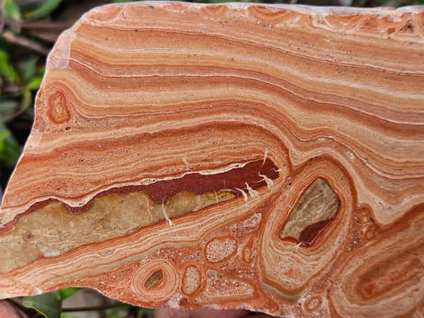 Polished fossil Oncolite slab. ONC121