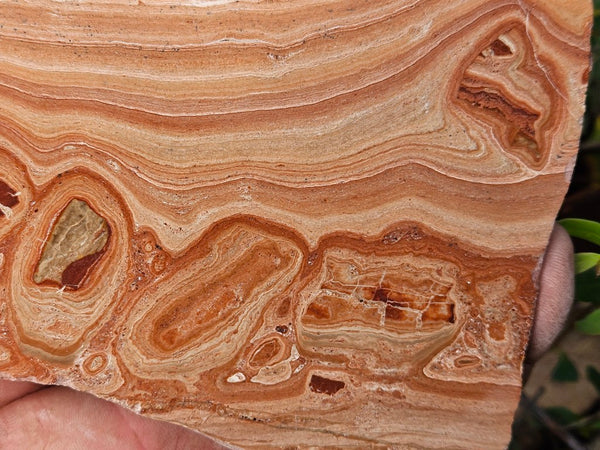 Polished fossil Oncolite slab. ONC121