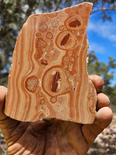Polished fossil Oncolite slab. ONC122