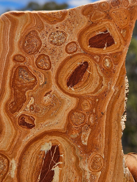 Polished fossil Oncolite slab. ONC122