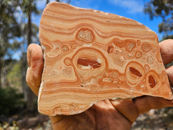 Polished fossil Oncolite slab. ONC122