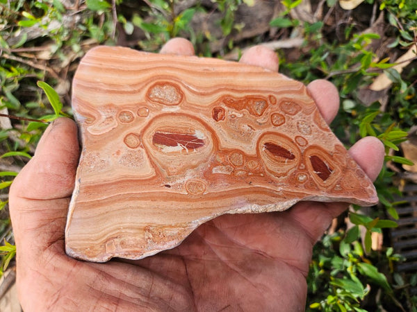 Polished fossil Oncolite slab. ONC122