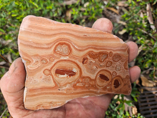Polished fossil Oncolite slab. ONC122