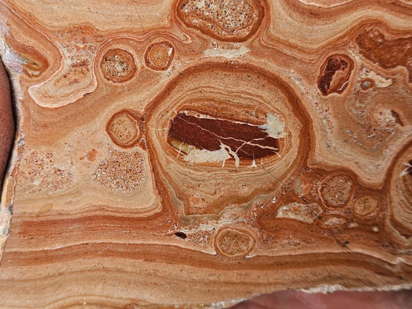 Polished fossil Oncolite slab. ONC122